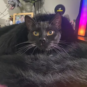 🐺𝑾𝒐𝒍𝒇𝒛🦇