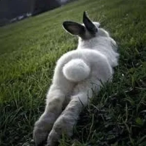 White Bunny PR