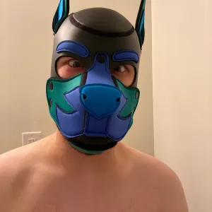 Pup Orion