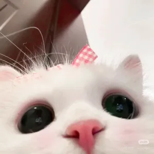 🇹🇼Mina🌸仙女妍妍兒🧚🏻‍♀️