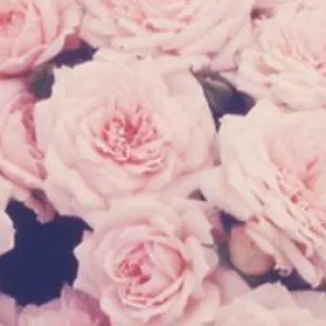 C H L O É  💗🌸🦄