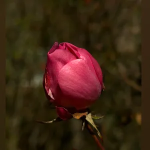 titsnflowers