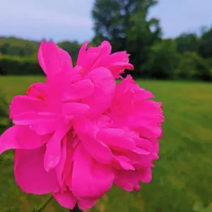 cherry