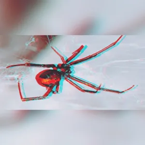 🕷🌹
