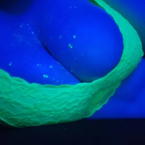 LacieSin