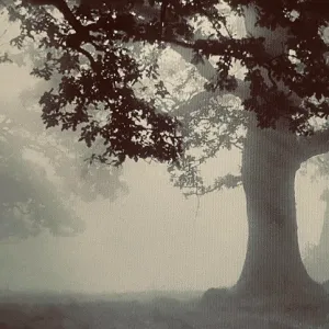 A Lonely Shadow