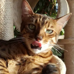 ThePussyTamer😻✨