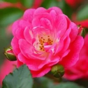 WildRose_L