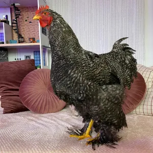 Matilda, Matilda și Matilda!