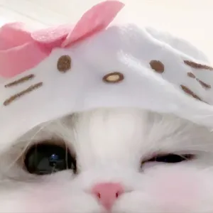 小野猫
